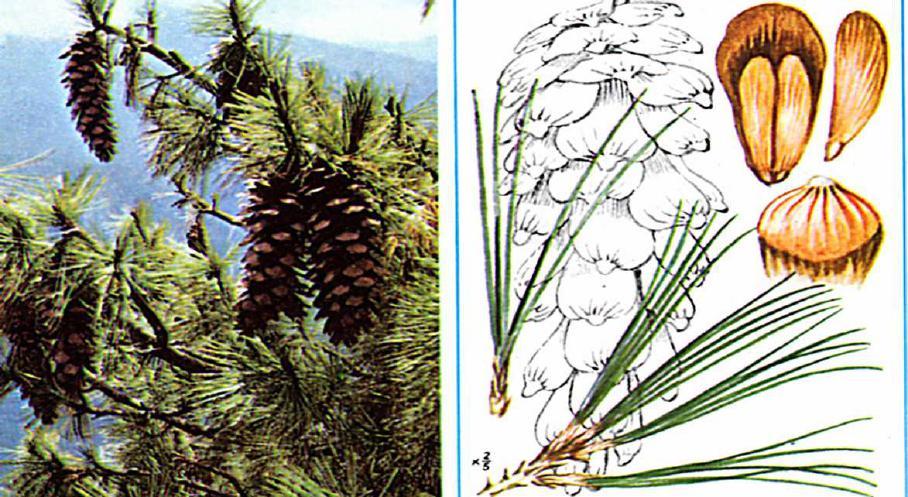 Pino dell Himalaya Pino eccelsa Pinus wallichiana A.B.