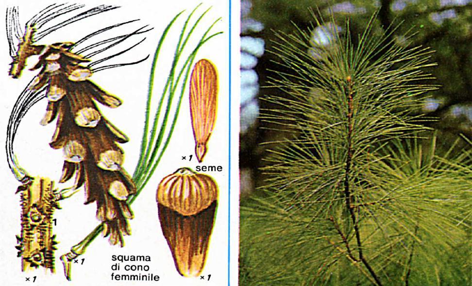 Pino Strobo Pinus strobus L. Pin weymouth Questo pino, abbastanza simile al p. wallichiana, è originario del Nordamerica, dove forma estesi boschi (viene anche chiamato p. di Weymouth).