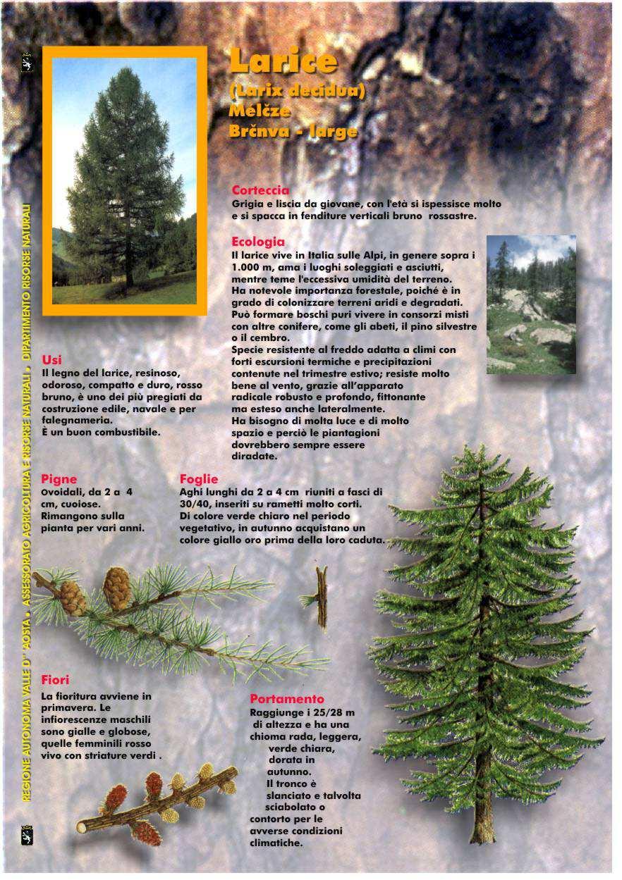 Larice europeo, Larice comune LARIX DECIDUA Miller Mélèze,