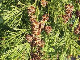 aghiformi o squamiformi Juniperus