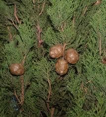 coppie legnose o carnose (Juniperus)