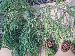 Taxodium distichum Sequoia