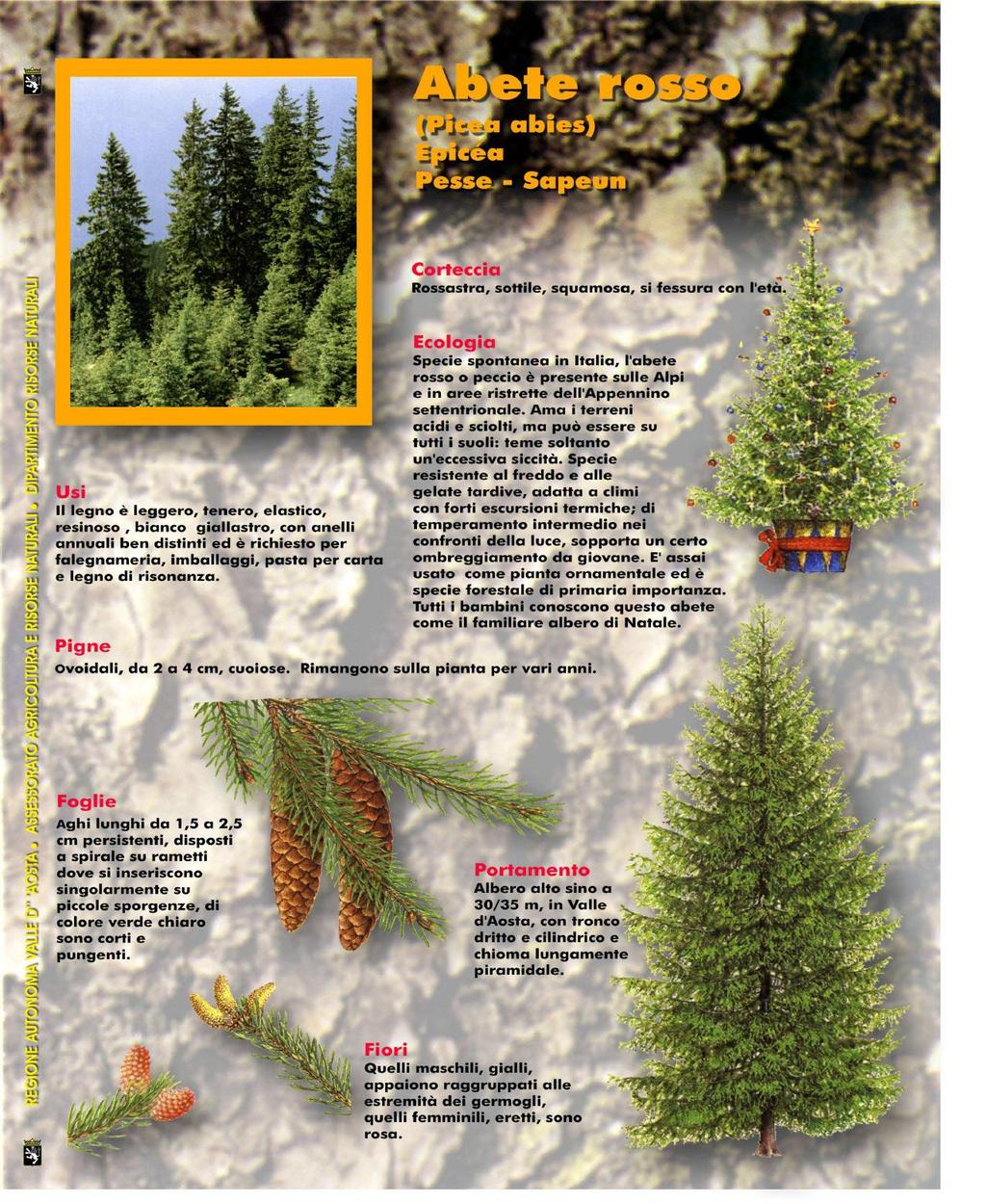 Peccio, Abete di Moscovia, Pezzo Picea abies (L.Karst.