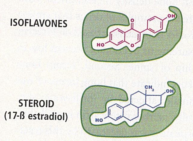 aromatases Adp from: R Trevaux, Phytotherapie: de la recherche à la pratique,