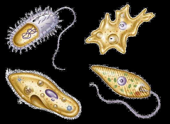 Il sistema delle saprobie Il sistema si basa quindi sull analisi della comunità planctonica (batteri, alghe azzurre, ciliati, flagellati, amebe ecc.