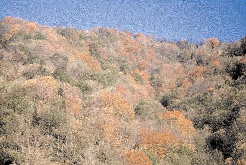 Boschi autunnali nell alta valle del Neirone (foto R. Spinetta). caducifoglie, ma con dominanza delle prime; - boschi termofili e subtermofili di caducifoglie; - boschi mesofili di caducifoglie.