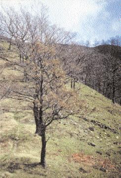 Cerrosughera (foto R. Spinetta). litorale ligure, sale fino a quota 1.245 m proprio in Val Fontanabuona. È un entità subendemica a gravitazione etrusco-ligure-provenzale.