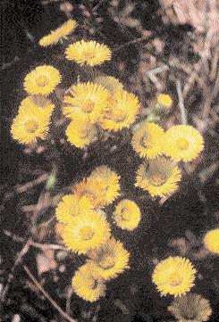 A quote inferiori, nei boschi d alto fusto a castagno, crescono spesso in numerosi esemplari le digitali bianche (Digitalis micrantha), endemismi italiani che sono noti per i fiori a campanula