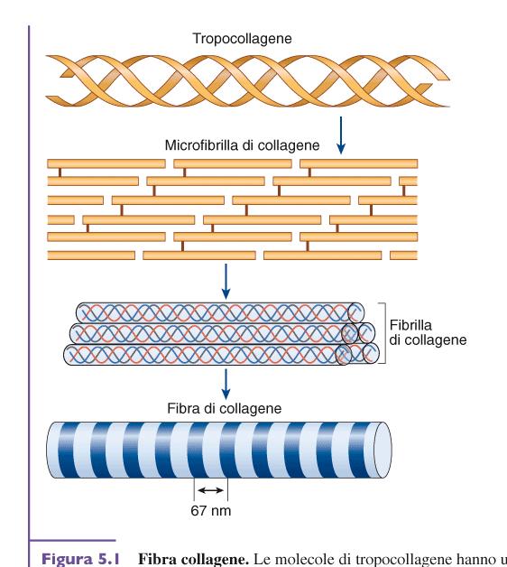 Le fibre del tessuto connettivo: collagene reticolari (linfonodi,