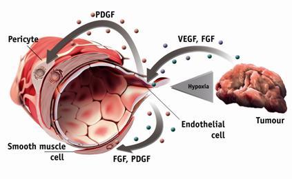 Angiogenesi: Un processo complesso FGF, fibroblast growth factor; PDGF, platelet-derived growth factor; VEGF, vascular endothelial growth factor.