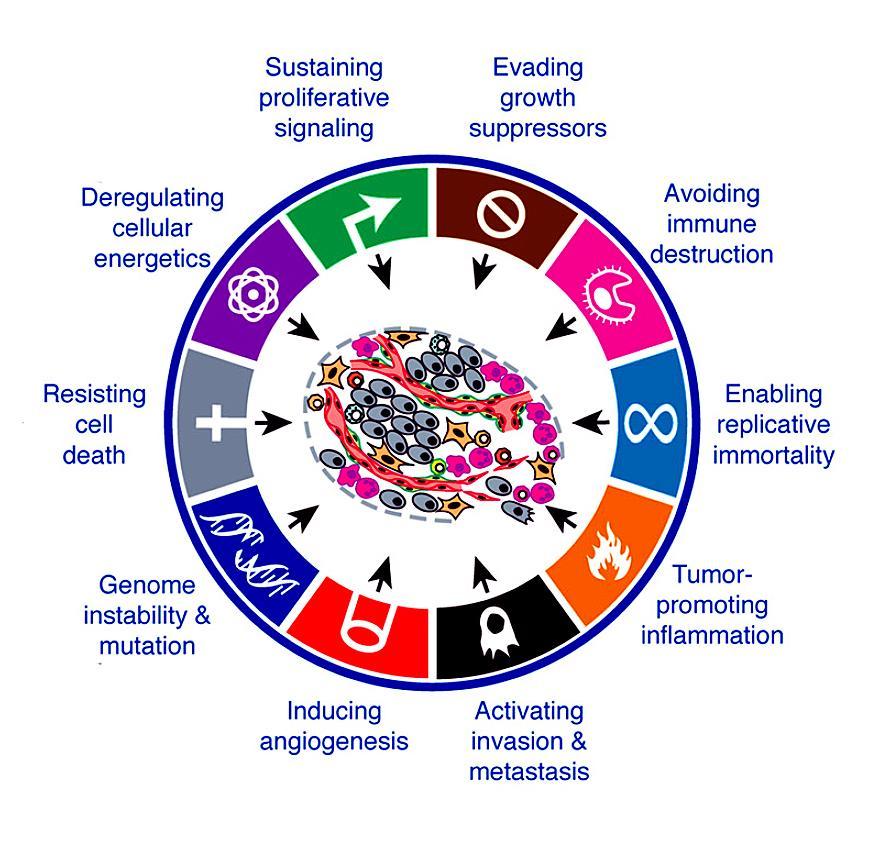 Ovarian Cancer: Therapeutic Targeting of the Hallmarks of Cancer Homologous Recombination