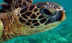 it/ Stato dei popolamenti, minacce e misure di conservazione delle tartarughe marine in alto Adriatico Relatrice: Valeria