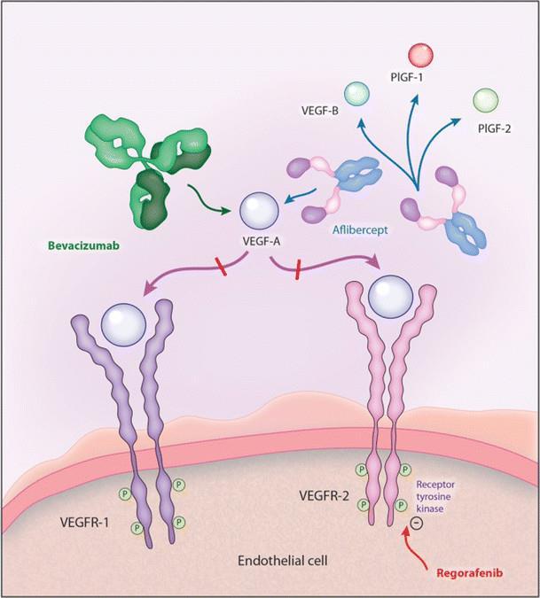 BEVACIZUMAB Bevacizumab (Avastin ) riconosce e si lega in maniera selettiva all'antigene denominato VEGF, una proteina presente sul rivestimento dei vasi sanguigni e linfatici dell'organismo.