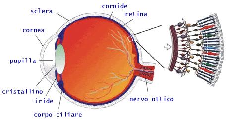 Il fenomeno della VISIONE SORGENTE LUMINOSA OCCHIO UMANO