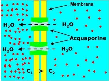 Diffusione facilitata: le acquaporine proteine canale che formano un passaggio idrofilo in grado di modificare la