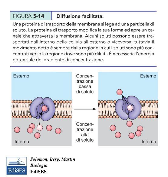 Diffusione