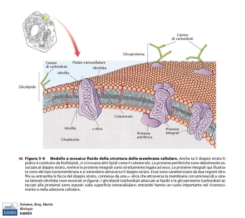 Una membrana è un collage di proteine diverse immerse nella matrice fluida del