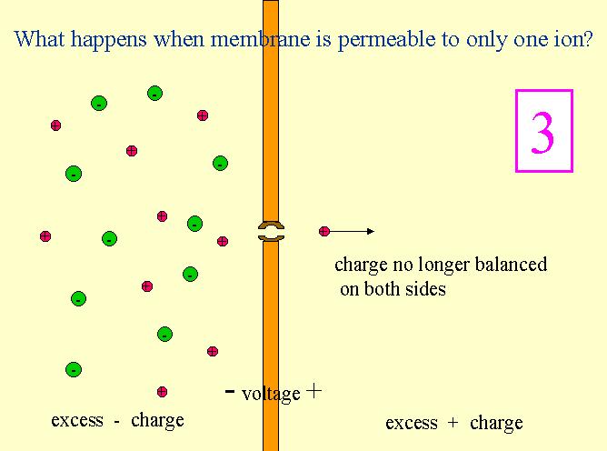 ORIGINE DEL POTENZIALE DI RIPOSO Cosa accade quando la membrana è permeabile solo ad uno ione?