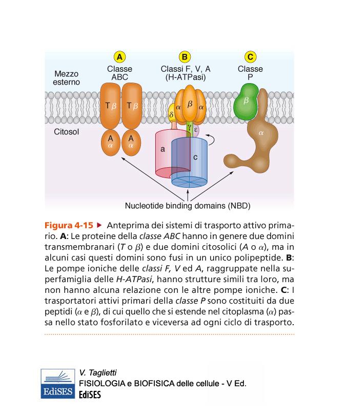 Il trasporto attivo primario: Le classi di proteine di trasporto ATP-dipendenti.