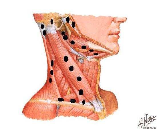 L anatomia