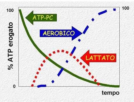 2 moli d ATP per il lattacido infinita quella del sistema aerobico.