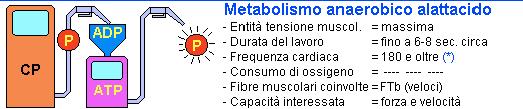 ANAEROBICO ALATTACIDO 1.