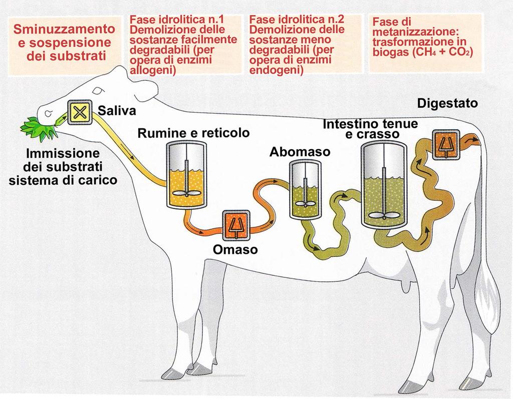 la digestione