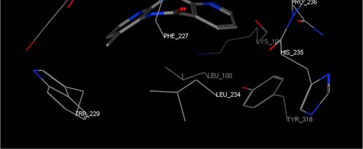 evirapina Complesso RT HIV-1 WT/evirapina PDB Code: 1VRT http://www.pdb.