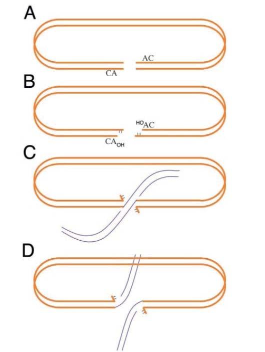 Inibitori dell integrasi Il 3'-processamento ha luogo nel citoplasma e comporta la scissione di 2 nucleotidi terminali conservati (CA) ad entrambe le estremità 3' del DA provirale.