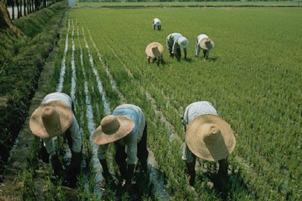 Nel 1934 Mao aveva promesso che, in caso di vittoria, avrebbe per prima cosa distribuito la terra ai contadini: per questo, ottenuto il potere nel 1949, egli avviò una riforma agraria.