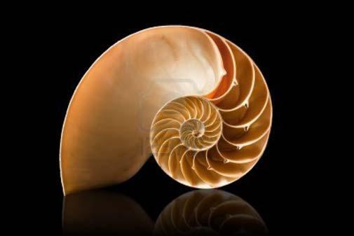 SPIRALE AUREA IN NATURA Nella struttura della conchiglia del Nautilus, un mollusco che popola da miliardi di anni la Terra, si può riconoscere la presenza della sezione aurea: la sua conchiglia