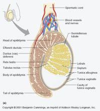 azione anabolizzante Coda 15 EPIDIDIMO Verro: 17-18 m