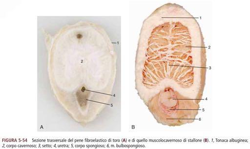 mediano (più o meno evidente) 1 corpo spongioso alloggiato nel solco