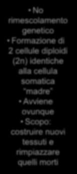 ovunque Scopo: costruire nuovi tessuti e rimpiazzare quelli morti