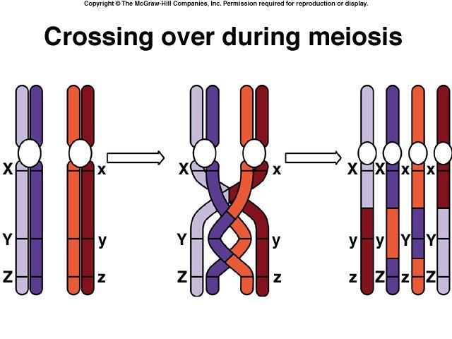 Il crossing - over Il fenomeno del crossing over consiste nello scambio casuale di pezzi tra cromosomi durante l appaiamento meiotico tra i cromosomi omologhi in metafase 1 Tale processo è la