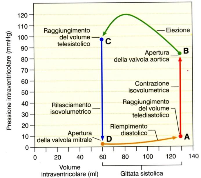 cardiaco e flusso coronarico 110 100 90 80 70 Sistole Chiusura