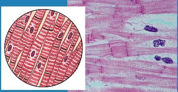 Endo mio epi Tanta Orientazione delle fibre: da la possibilita al cuore di contrarsi in tutte le direzioni.