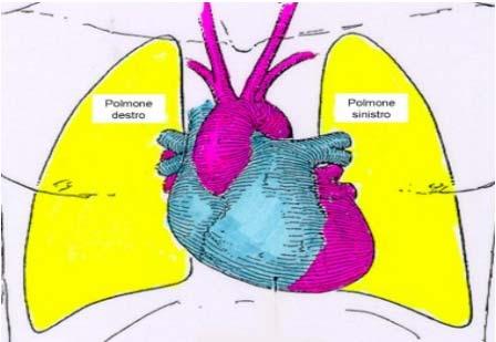 Apparato cardiovascolare