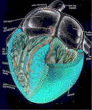 Il cuore Il cuore è l organo (muscolo cavo) che riceve il sangue dalle vene e lo spinge nelle arterie ha circa le dimensioni di un pugno di una mano ed è situato dietro la parte bassa dello sterno
