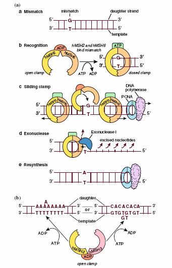 DNA MMR