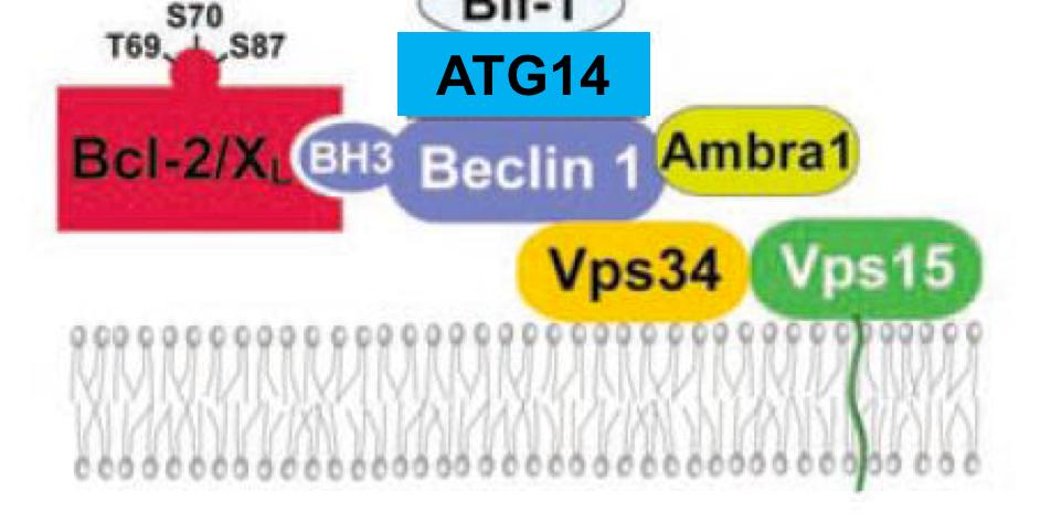 L autofagia è regolata da diversi pathway molecolari che determinano l'afvazione enzimaqca di un complesso mulqproteico regolatorio (contenente formato Vps34, Beclin1, Vps15, Ambra1 e