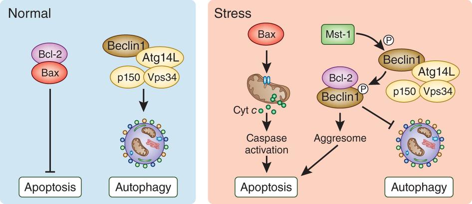 Crosstalk tra autofagia e apoptosi In seguito ad uno stress, la cellula induce molto rapidamente l autofagia come meccanismo di sopravvivenza, nel tentaqvo di rimuovere il danno.