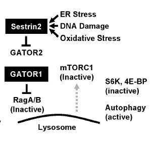 SESTRIN2 (SESN2) is involved in mtorc1 pathway (up- regulated gene in RNA- seq) SESN2 member of the sestrin family of