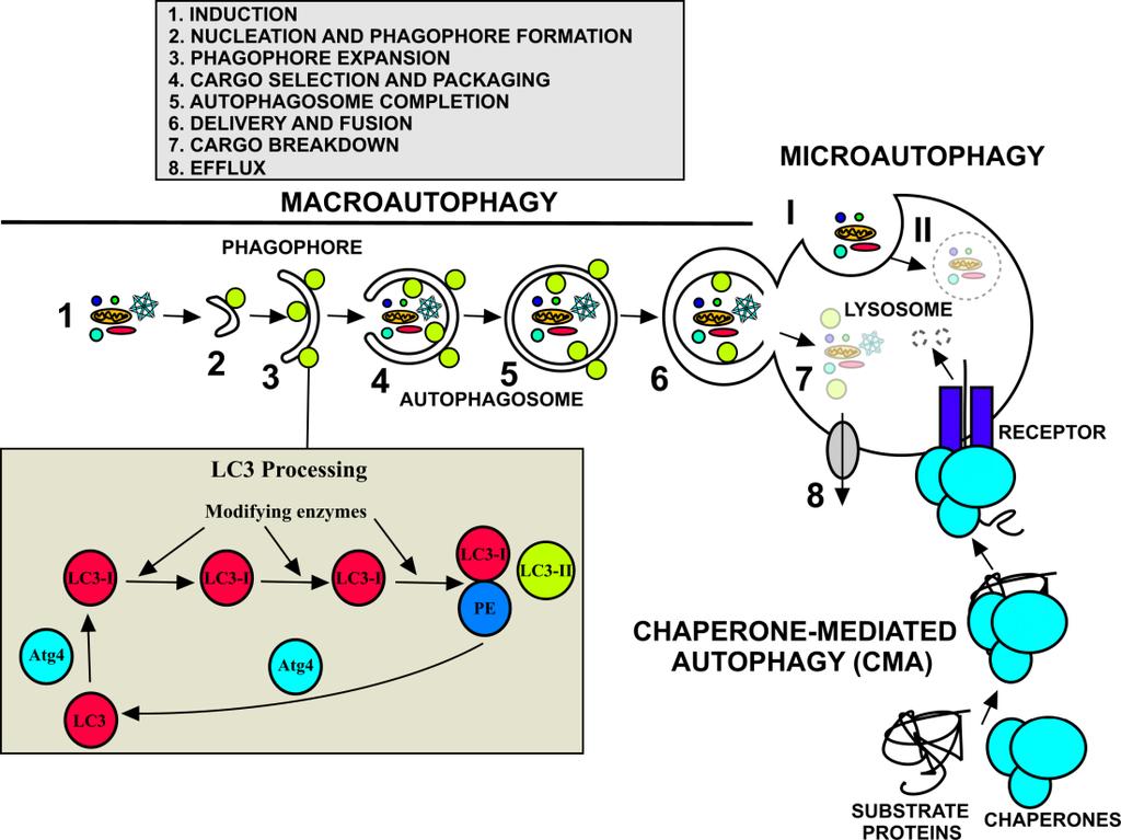Tipi di Autofagia MACROAUTOFAGIA: è il meccanismo principale, finalizzato allo smalqmento di