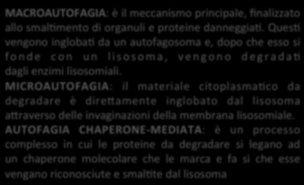 MICROAUTOFAGIA: il materiale citoplasmaqco da degradare è diredamente inglobato dal lisosoma