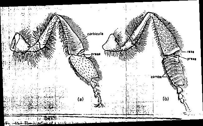 cestelle delle