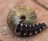 La larva La maggior parte della vita di una lucciola si svolge allo stadio di larva.