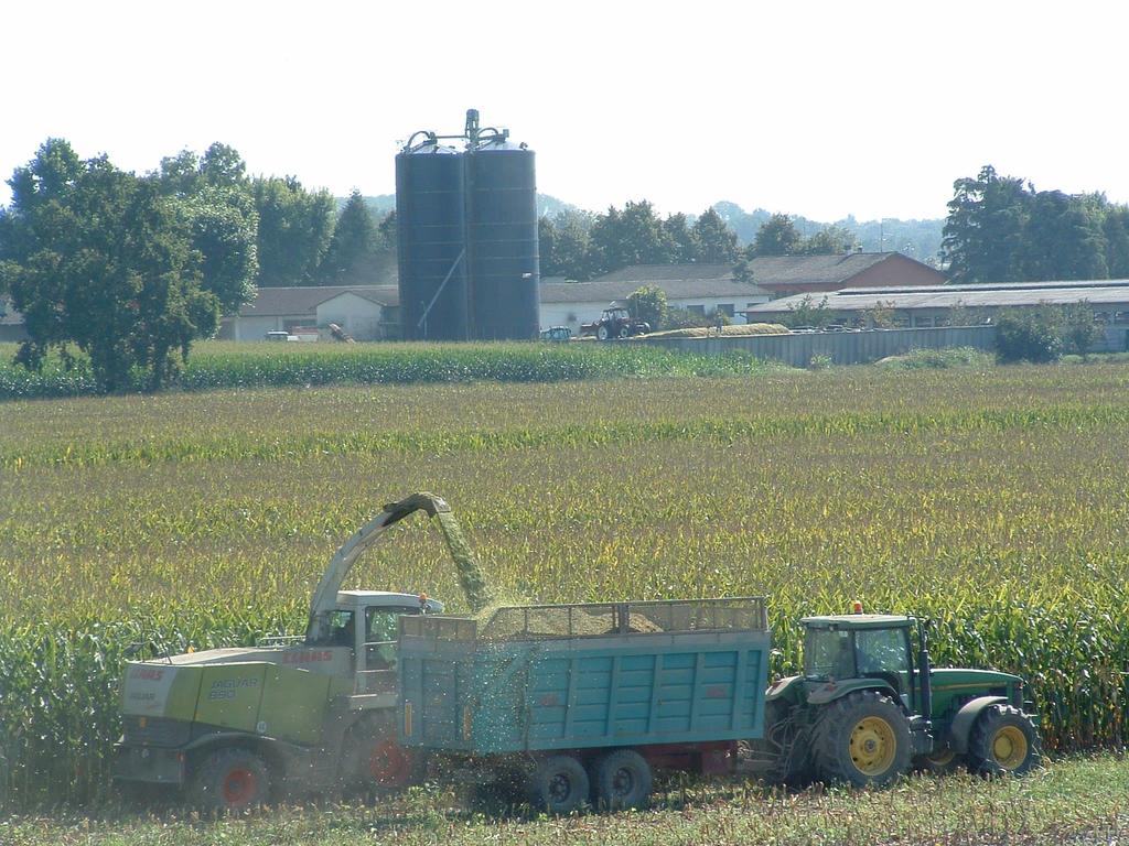 Insilamento in trincea o in rotoballa?