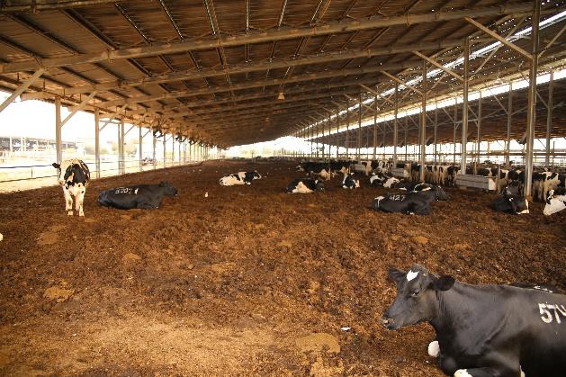 Il giorno seguente abbiamo visitato alcune stalle e centri di produzione di unifeed. La prima visita è stata fatta all allevamento di Refet Hasharon, 1200 vacche in lattazione, 12.