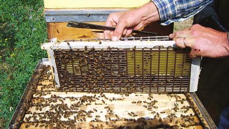 Se la gabbietta è montata su foglio cereo questo dovrà essere costruito dalle api; in tal caso il periodo adatto per la costruzione del favo è la primavera/estate.